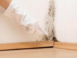 Best Emergency Mold Remediation  in Wilkinson Heights, SC